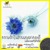 เมล็ดพันธุ์ ความรักในสายหมอก คละสี (เมล็ด+ดอกไม้กินได้) 200 เมล็ด Love in a Mist (Nigella damascena) เมล็ดพันธุ์แท้100% ดอกไม้กินได้