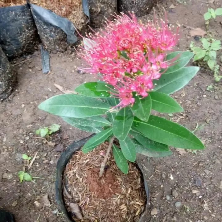 tanaman bunga hias bunga samtosemon / tanaman penghasil nektar pakan lebah madu | Lazada Indonesia