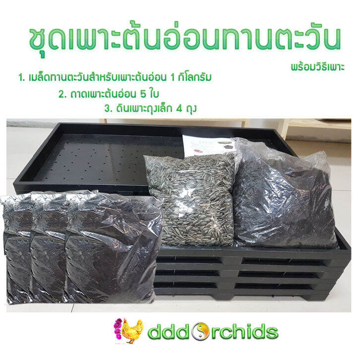 ชุดเพาะต้นอ่อนทานตะวัน-diy-ชุดปลูกผัก-อาหารเพื่อสุขภาพ-เพียง-7-วันได้รับประทาน-ได้ทั้งถาดเพาะ-เมล็ดพันธุ์-และดินปลูก-พร้อมวิธีเพาะ-จำ