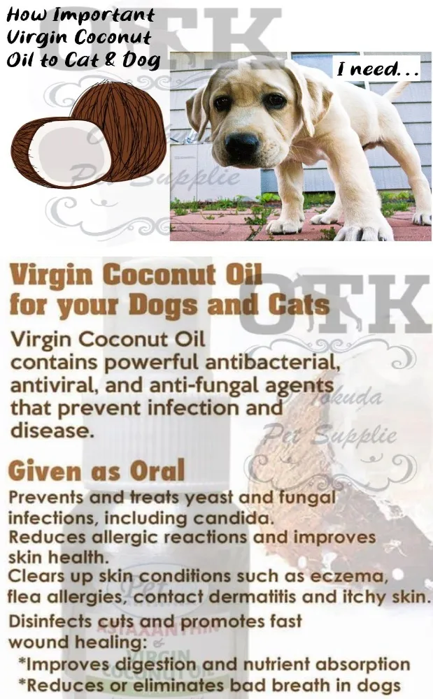 Is Coconut Oil Good For Dog Constipation
