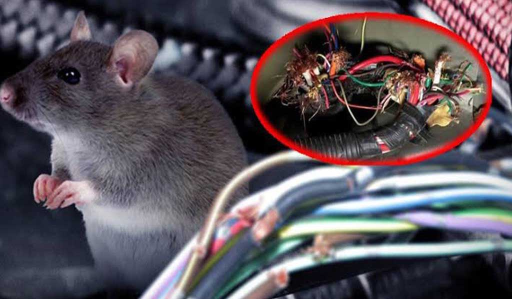 Bình Xịt Đuổi Chuột Rat Off Anti Rat Spray