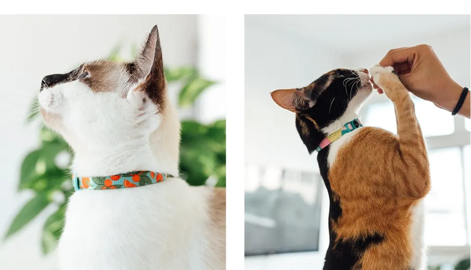 Zee.Cat Collar Prisma 