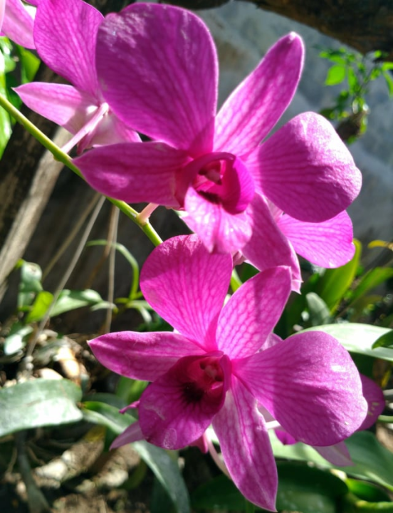 Cooktown Orchid Pink Flower (Dendrobium Nobile) flower and plastic pot
