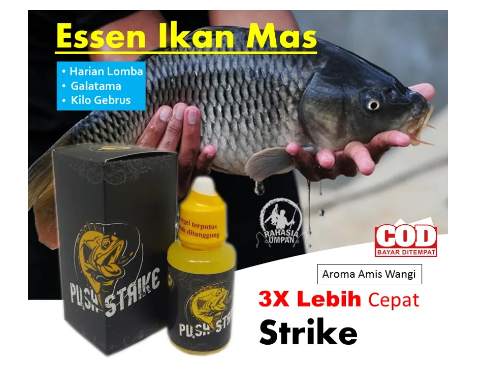 Essen Ikan Mas Galapung Paling Gacor - Esen Ikan Mas Kilo Gebrus Media Cacing - Strike Di Semua Spot Pancing Siang malam - Bonus Resep Umpan - [COD] | Lazada Indonesia