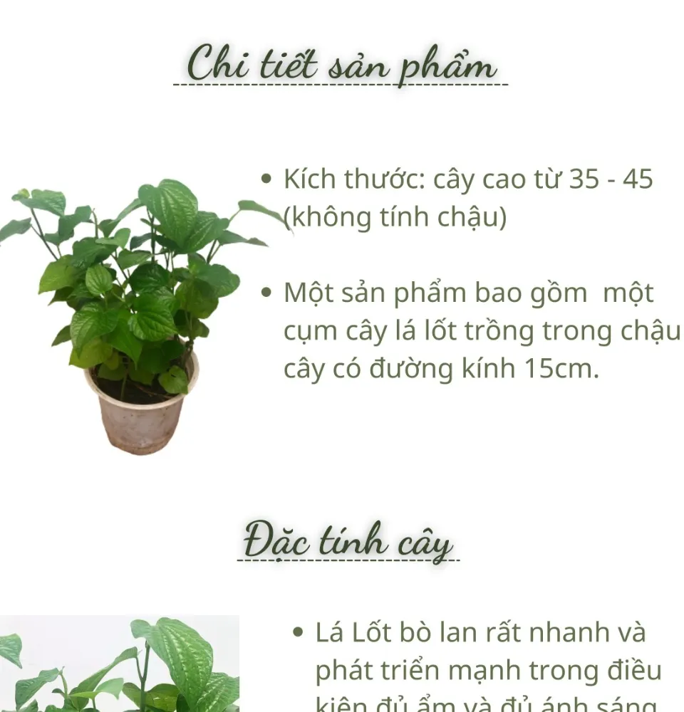 Lá lốt Lá là gì Công dụng dược lực học và tương tác thuốc #13 Lá lốt Lá là gì Công dụng dược lực học và tương tác thuốc