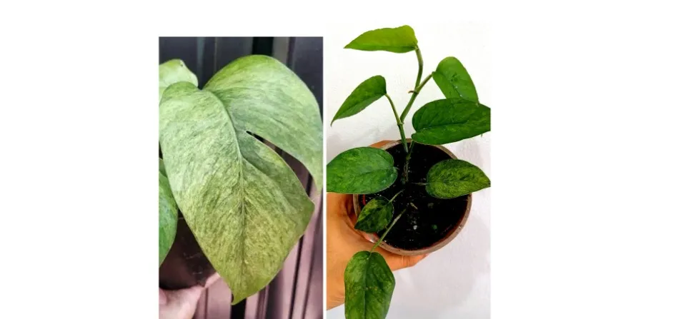 Epipremnum Pinnatum Mint Juvenile plant - The Sun Deck MNL