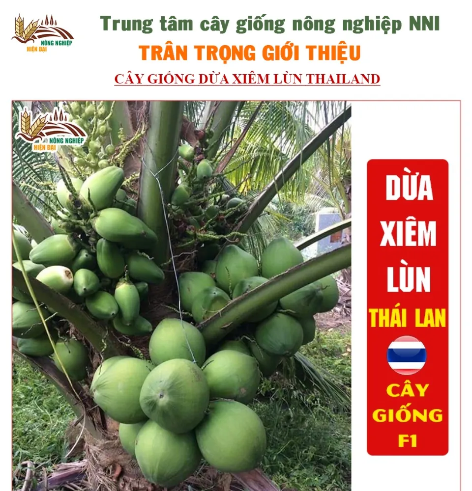 Cây giống dừa xiêm lùn Thái Lan F1 thân cao 70-80cm dễ trồng cho ...