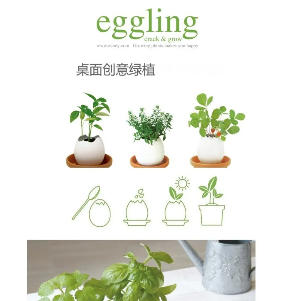 Ready Stock现货 Indoor Deco Pot Plant 幸运蛋绿色植物盆栽栽培 Lazada Ready Stock现货 Indoor Deco Pot Plant 幸运蛋绿色植物盆栽栽培 Lazada