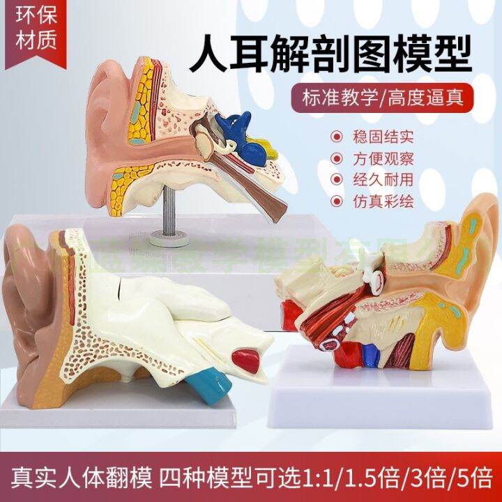 Human Body Anatomical Ear Model Inner Ear Structure Auditory System Ent
