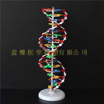 Mô Hình Dna Đầy Màu Sắc Hình ảnh Sẵn có  Tải xuống Hình ảnh Ngay bây giờ   ADN Biểu tượng  Đồ thủ công Bóng  Mô tả vật lý  iStock