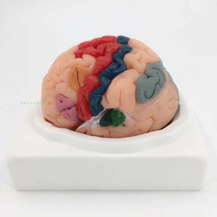 14206 Cerebral Cortex Partition Model Human Brain Organ Nervous System