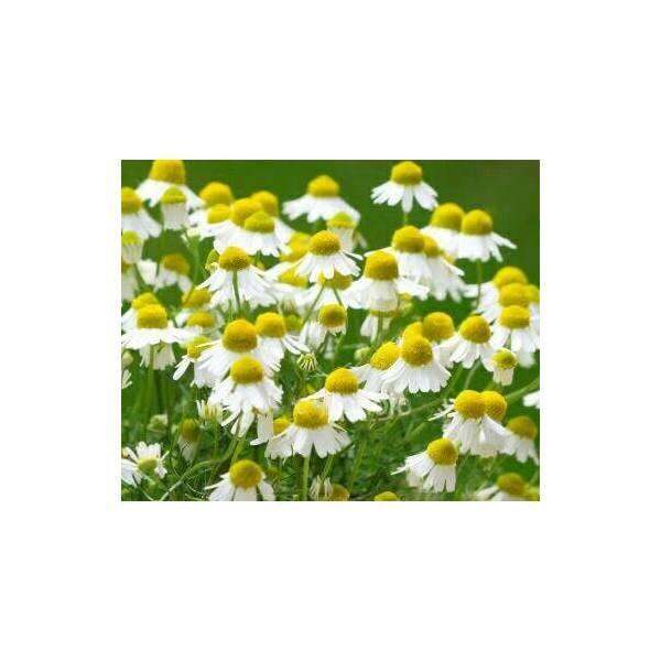 Chamomile Extract 500Ml Lazada Indonesia