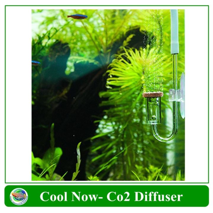 cool-now-co2-diffuser-ตัวช่วยกระจาย-co2