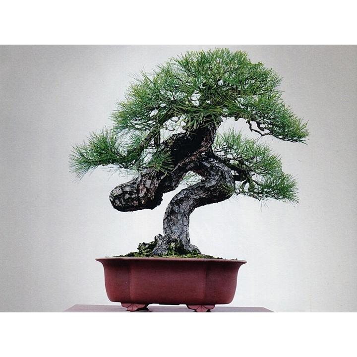 ขายส่ง-100-เมล็ด-เมล็ดสนดำญี่ปุ่น-japanese-black-pine-bonsai-seeds-บอนไซ-bonsai-บอนไซสนดำ-ไม้ดัด-ไม้โขด-ไม้แคระ-ไม้มงคล-ไม้จิ๋ว-ไม้หัว-ไม้แปลก-ไม้จัดสวน