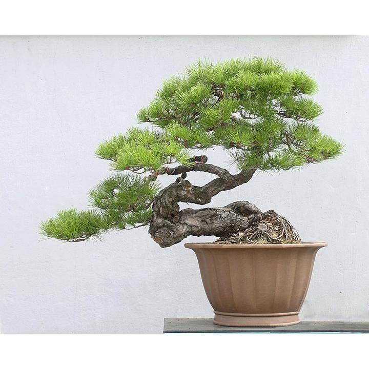 ขายส่ง-100-เมล็ด-เมล็ดสนดำญี่ปุ่น-japanese-black-pine-bonsai-seeds-บอนไซ-bonsai-บอนไซสนดำ-ไม้ดัด-ไม้โขด-ไม้แคระ-ไม้มงคล-ไม้จิ๋ว-ไม้หัว-ไม้แปลก-ไม้จัดสวน