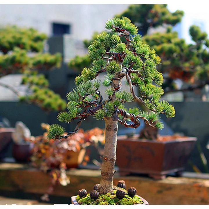 ขายส่ง-100-เมล็ด-เมล็ดสนดำญี่ปุ่น-japanese-black-pine-bonsai-seeds-บอนไซ-bonsai-บอนไซสนดำ-ไม้ดัด-ไม้โขด-ไม้แคระ-ไม้มงคล-ไม้จิ๋ว-ไม้หัว-ไม้แปลก-ไม้จัดสวน