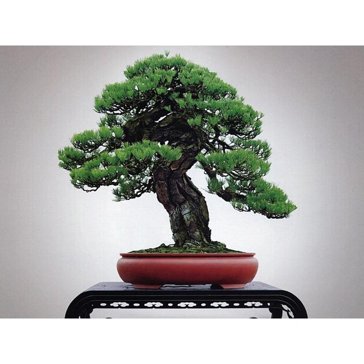 ขายส่ง-100-เมล็ด-เมล็ดสนดำญี่ปุ่น-japanese-black-pine-bonsai-seeds-บอนไซ-bonsai-บอนไซสนดำ-ไม้ดัด-ไม้โขด-ไม้แคระ-ไม้มงคล-ไม้จิ๋ว-ไม้หัว-ไม้แปลก-ไม้จัดสวน