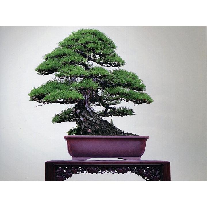 ขายส่ง-100-เมล็ด-เมล็ดสนดำญี่ปุ่น-japanese-black-pine-bonsai-seeds-บอนไซ-bonsai-บอนไซสนดำ-ไม้ดัด-ไม้โขด-ไม้แคระ-ไม้มงคล-ไม้จิ๋ว-ไม้หัว-ไม้แปลก-ไม้จัดสวน