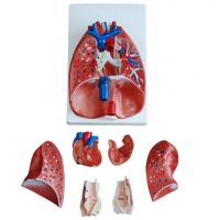 Anatomy model: NK- 320 หุ่นจำลองหลอดคอ หัวใจ และปอด