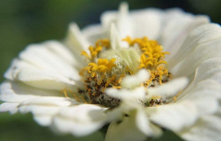 green-l-52mm-macro-close-up-10-lens-filter-black